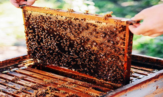 मध केंद्र योजनेसाठी अर्ज सादर करण्याचे आवाहन