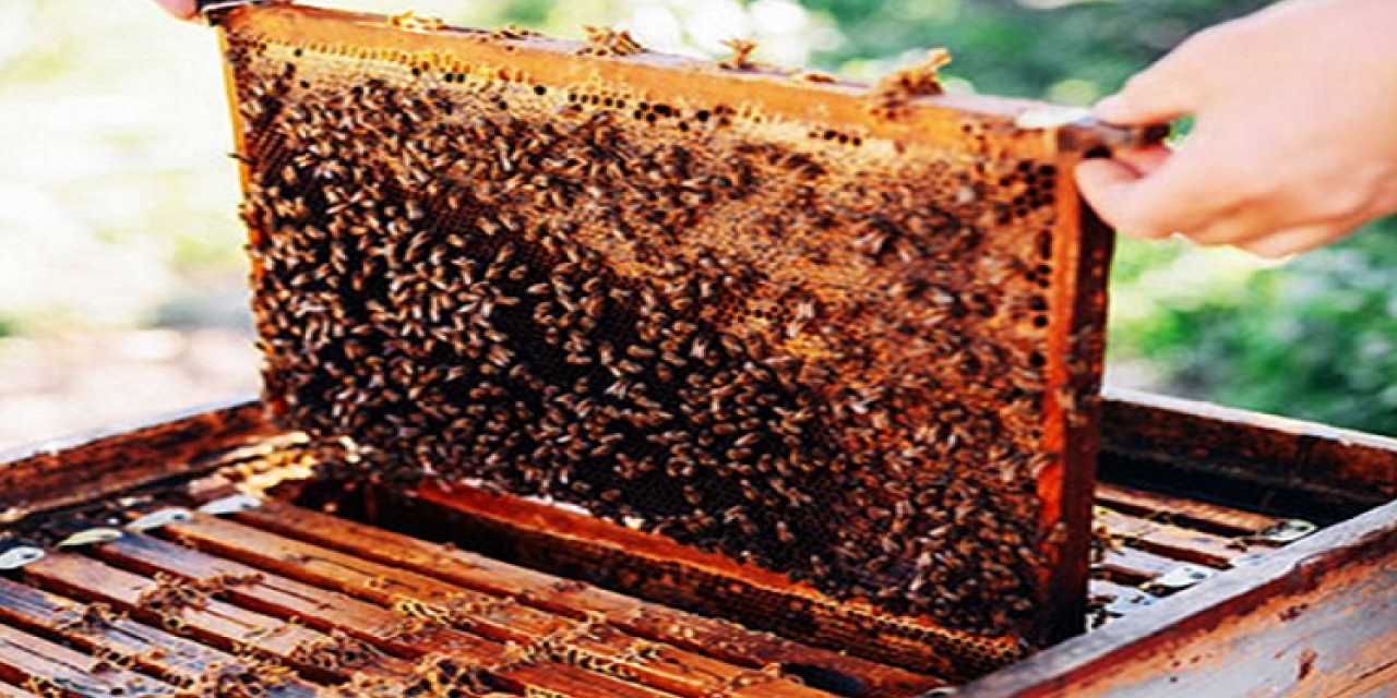 मध केंद्र योजनेसाठी अर्ज सादर करण्याचे आवाहन